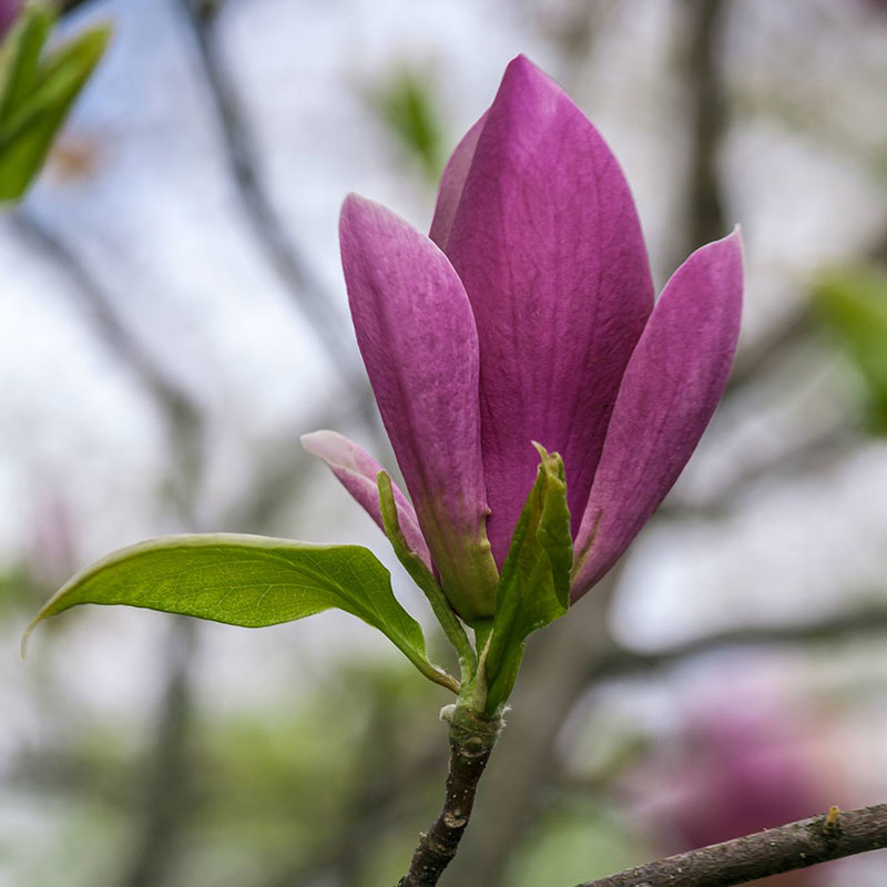 Magnolia